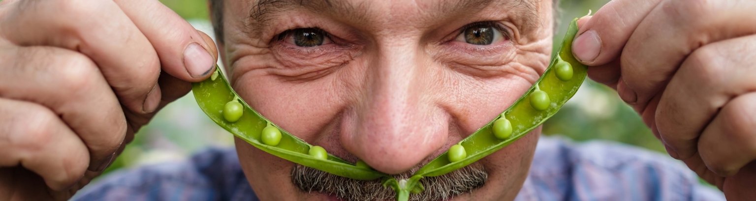 An elderly man is fooling around. He holds a pea pod near his face like a mustache