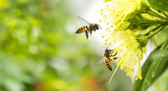 Flying honey bee collecting pollen at yellow flower. Bee flying Flying honey bee collecting pollen at yellow flower. Bee flying
