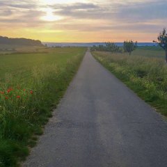 Ackerrandstreifen auf der „Hohen Schneise“. Auf dem Feldweg vom Ober-Ramstädter Eiche nach Zeilhard zeigt sich die Schönheit und Vielfalt der Natur.