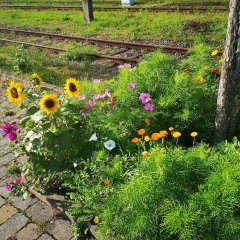 Sommerliche Baumscheibe am Bahnhof. Juli 2021