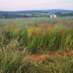 Blick von der „Hohen Schneise“  Richtung Sportplatz. Sommerliche Klatschmohn-Felder von Anfang Juni 2020.