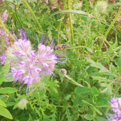 Eine blütenreiche Gestaltung von Pflanzenflächen fördert die Nachhaltigkeit und Vielfalt im eigenen Garten. Impressionen aus Ober-Ramstadt.