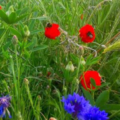 Artenvielfalt braucht bunte Wiesen und Felder als Lebensraum für Insekten. Hier tummeln sich Hummeln auf Klatschmohn auf dem angelegten Ackerrandstück an der „Hohen Schneise“.