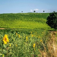 Ober-Ramstädter Sonnenblumen-Meer