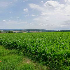 1. Startpunkt: Atmosphärischer Blick vom Kuhfalltor.