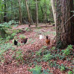 14. Auf dem Weg lassen sich tierische Begleiter finden.