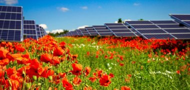 Solarmodul auf blühendem Mohnfeld