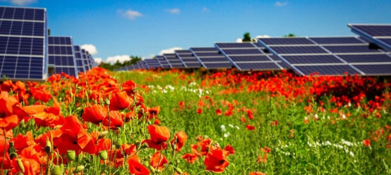 Solarmodul auf blühendem Mohnfeld