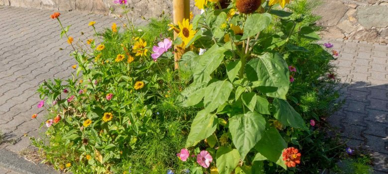 Blick auf eine städtische Baumscheibe